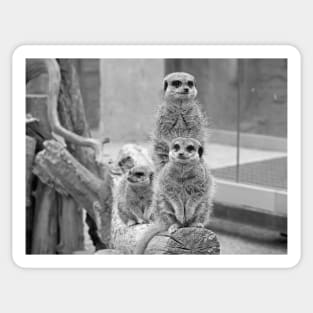 Meerkats on a look out Sticker